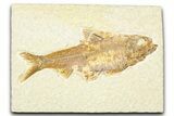 Detailed Fossil Fish (Knightia) - Wyoming #379534-1